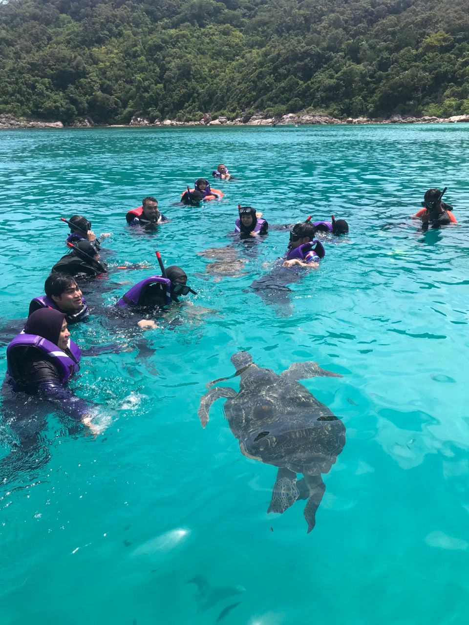 Turtle Bay Teluk Dalam