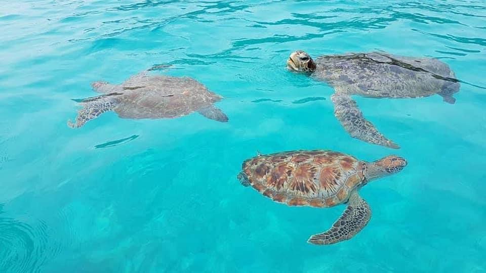 Turtle Bay